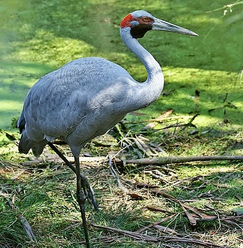 Brolga