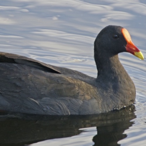 Dusky Moorhen
