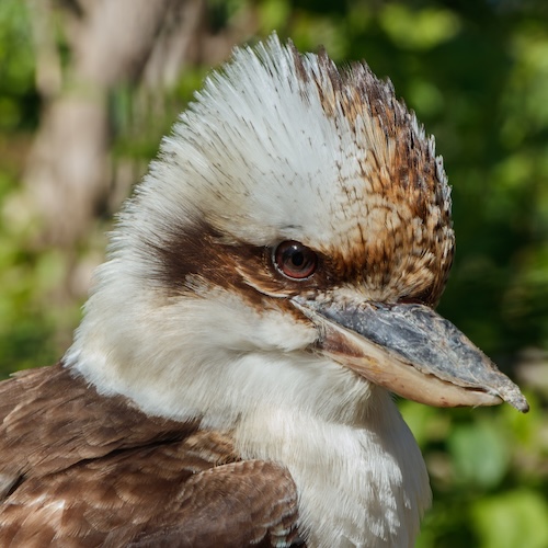 Kookaburra
