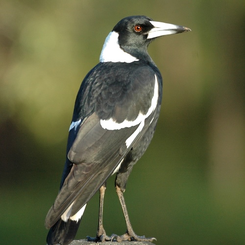 Magpie