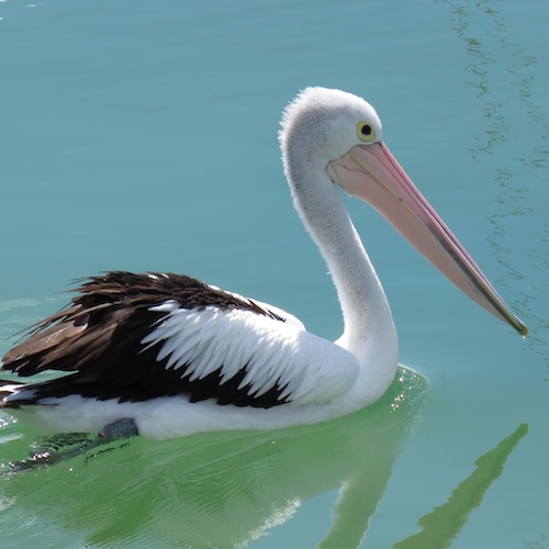 Pelican