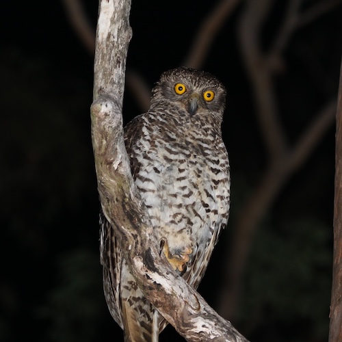 Powerful Owl