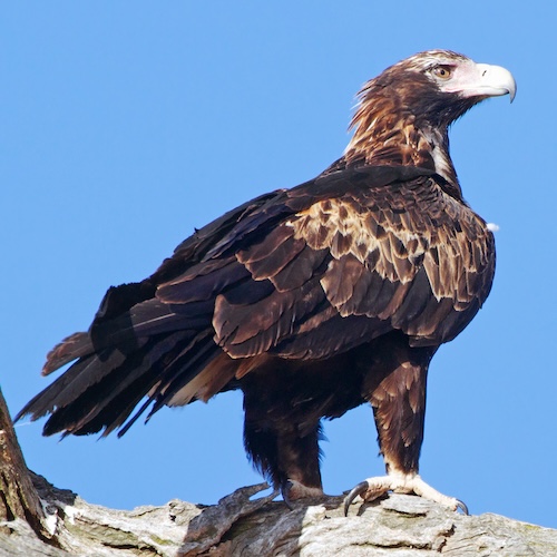 Wedge-tailed Eagle